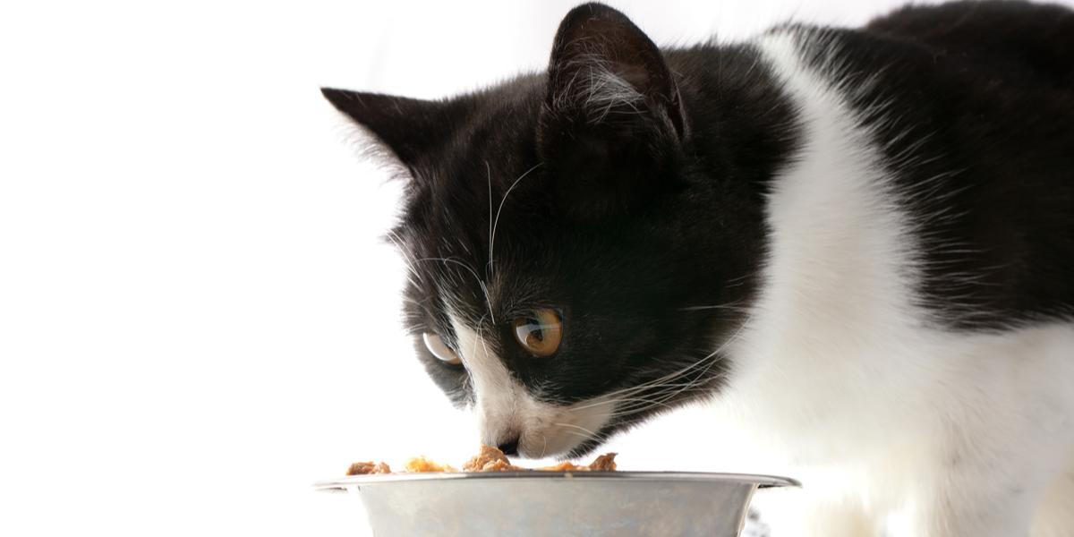 The 7 Best Lamb Cat Food Formulas Cats