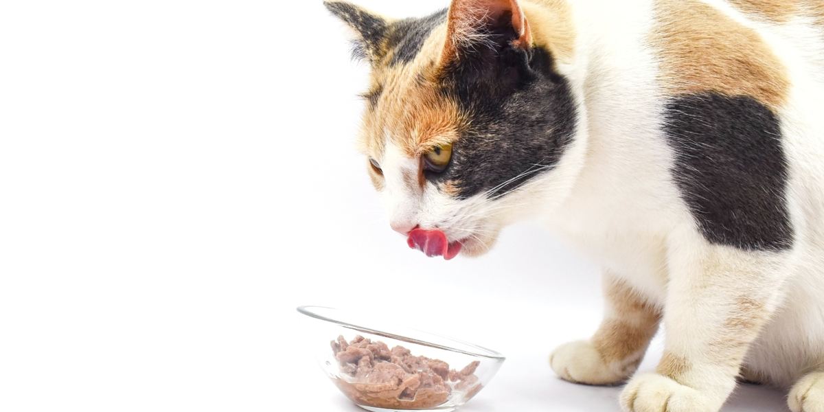 The 7 Best Tuna Cat Food Formulas Cats