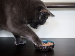 Best Venison Cat Food Formulas