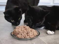 Black Short Hair Cats With Ziwi Peak Venison Recipe Pate Wet Cat Food