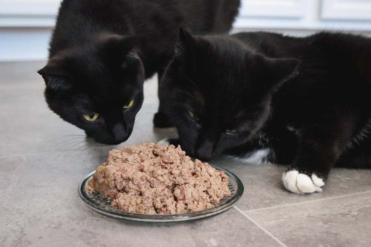 Black Short Hair Cats With Ziwi Peak Venison Recipe Pate Wet Cat Food