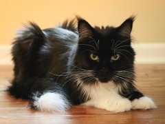 Black White Tuxedo Long Hair Maine Coone Laying-2-compressed