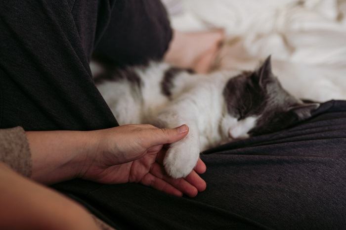Image capturing a heartwarming moment of bonding and affection between a person and their cat, illustrating the deep connection they share.