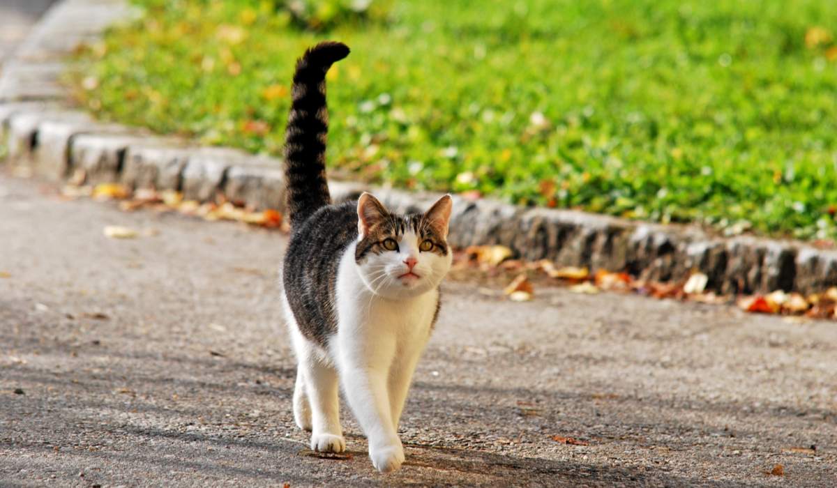 Cat rattles clearance tail