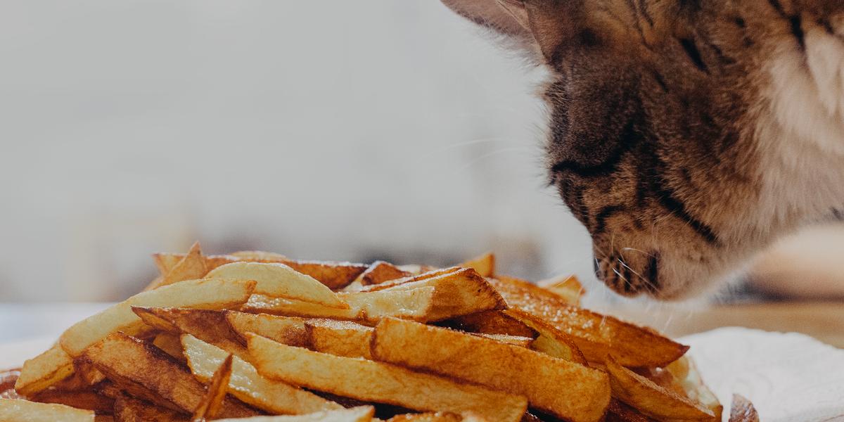 Image capturing a cat in the act of smelling French fries, showcasing the feline's curious exploration of human food