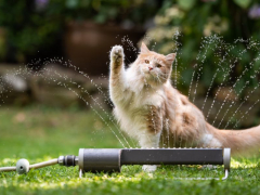 Image of various cat breeds that enjoy water, showcasing their playful and adventurous nature in an engaging and captivating group scene.