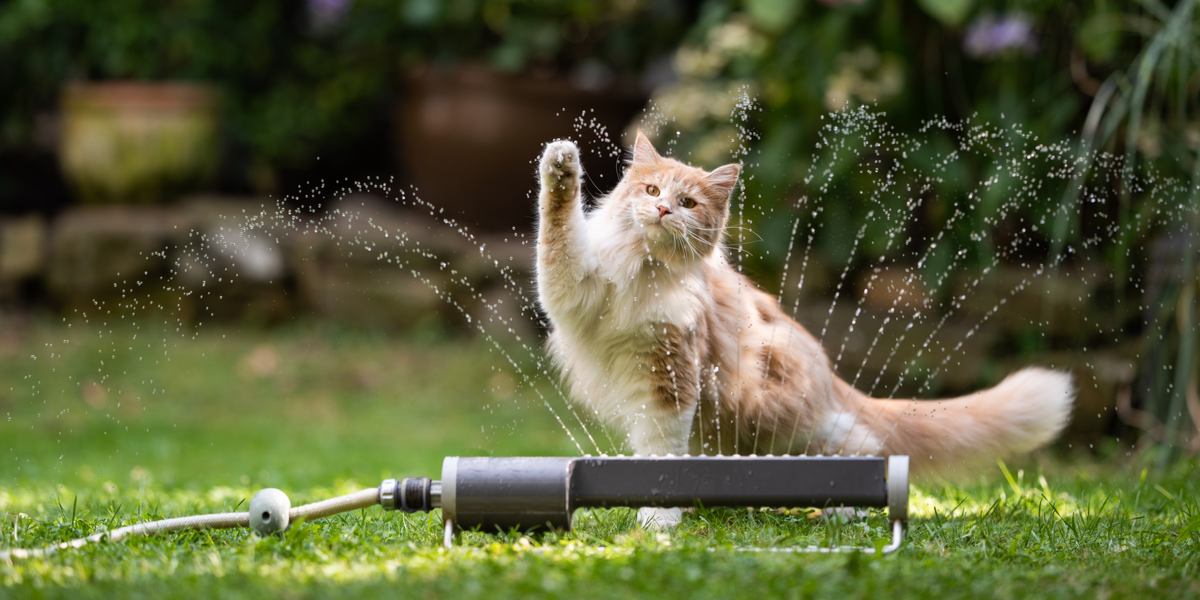 Image of various cat breeds that enjoy water, showcasing their playful and adventurous nature in an engaging and captivating group scene.