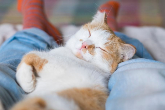 Why Does My Cat Lay And Sleep Between My Legs?
