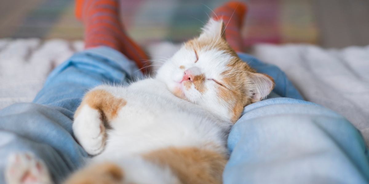 A contented cat peacefully resting and sleeping between a person's legs, enjoying a cozy and secure spot for relaxation and comfort.