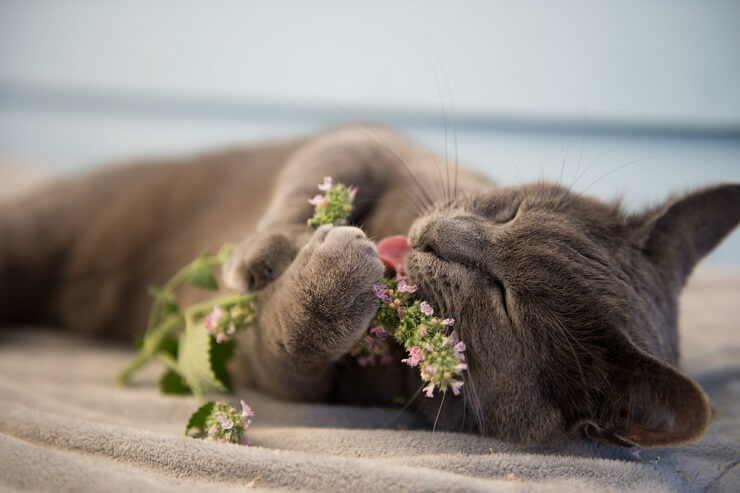 A cat interacting with catnip, sniffing and playing with the dried herb.