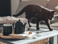 Collection of amusing images capturing cats knocking various items off tables, highlighting their playful and mischievous behavior.