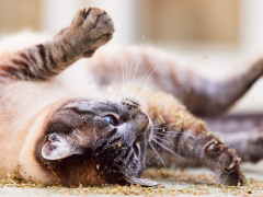 Cats rolling in dirt, embracing their natural inclination for grooming and marking behaviors.
