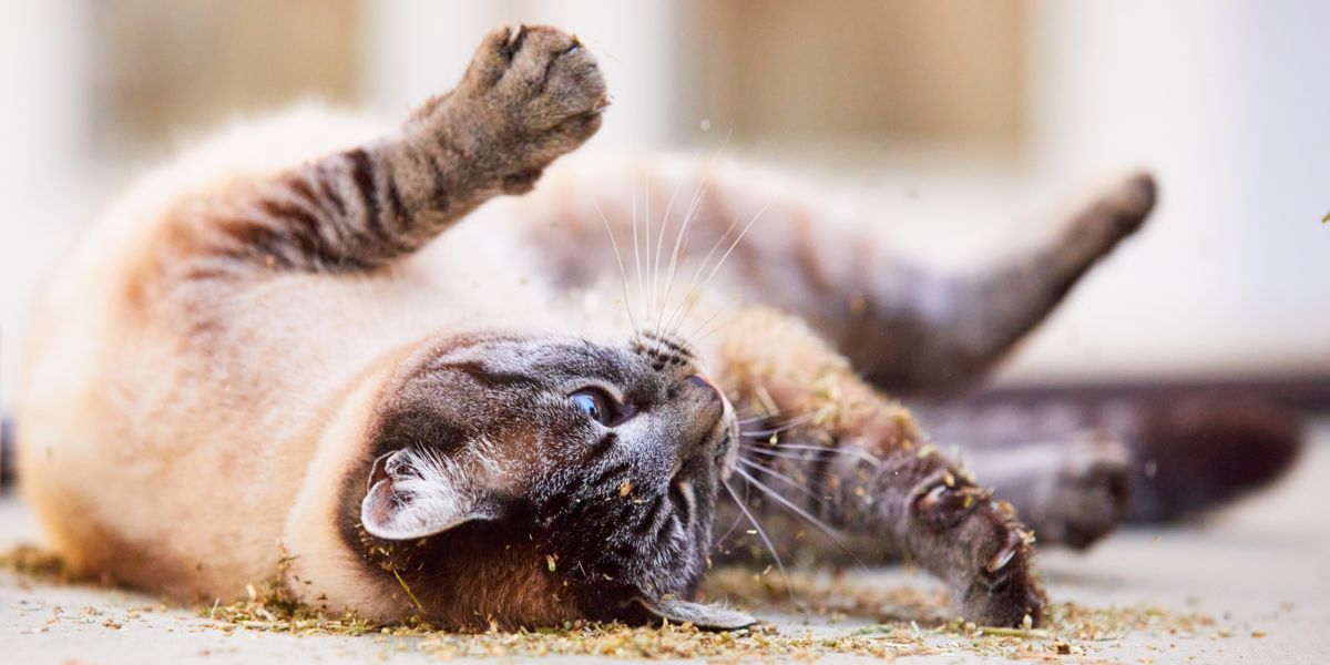 Kitten rolling in litter box best sale