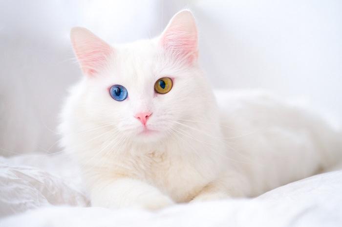 The 7 Types Of Eye Color In Cats 