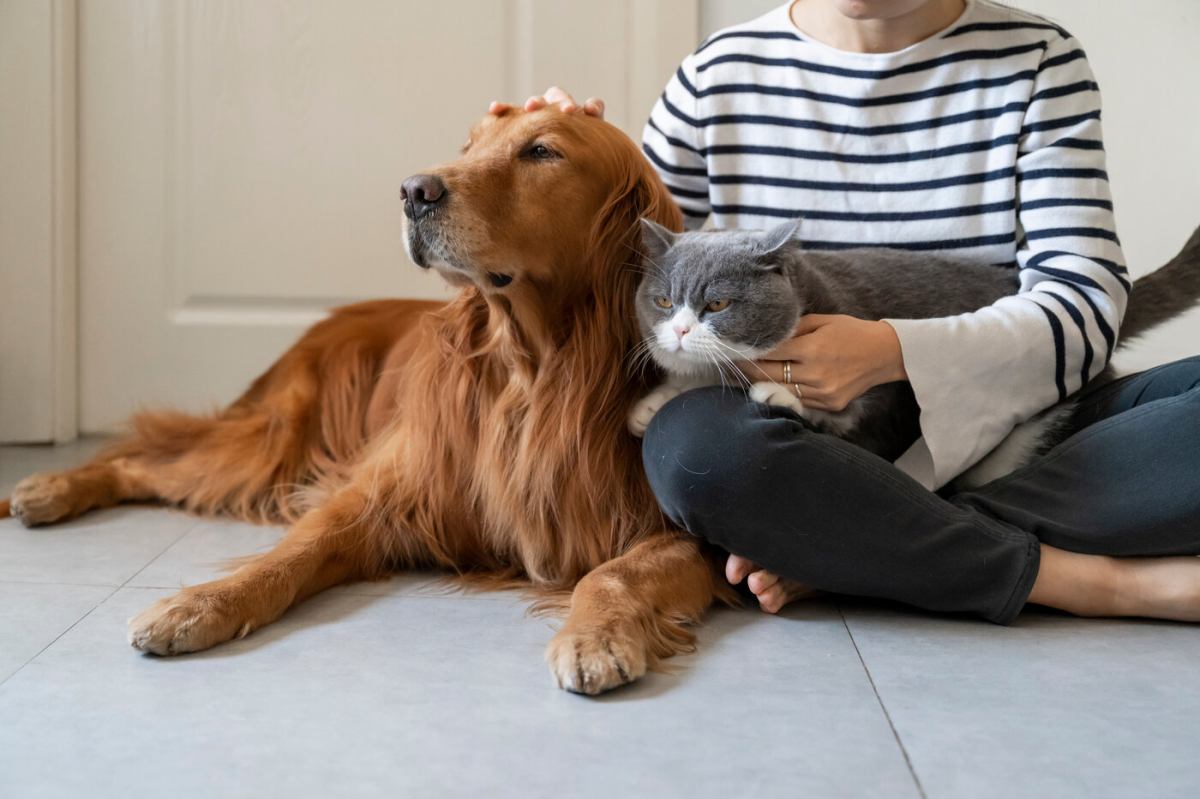 Illustrative image exploring the concept of cats experiencing jealousy towards dogs.