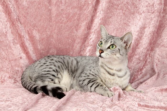 Egyptian Mau cat highlighting its captivating appearance