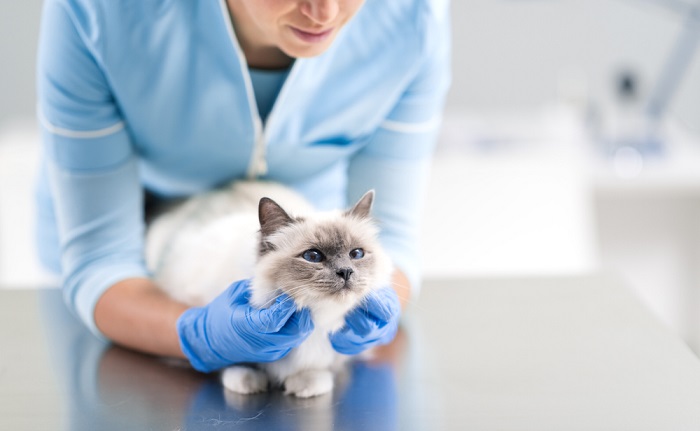 An image featuring a concerned cat owner engaged in conversation with a professional veterinarian. The veterinarian attentively listens while the owner discusses their cat's well-being, illustrating the importance of seeking expert advice and care when needed.
