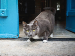 Grey & White Short Hair Tuxedo & Brown Tabby Cats Outside Outdoors
