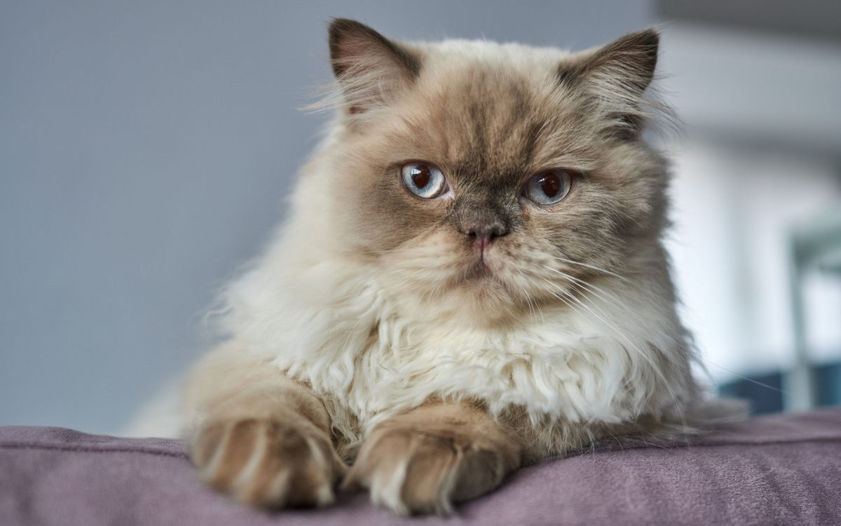 himalayan persian mix cat