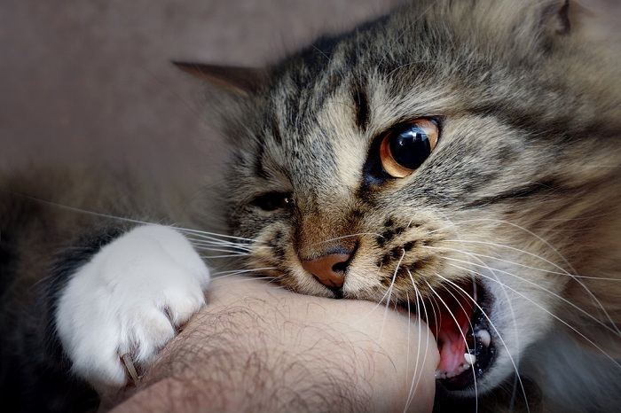 Image illustrating tips for preventing cat bites during petting, including reading feline body language, respectful touch, and recognizing signs of discomfort.