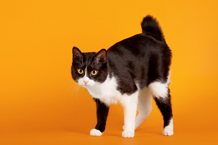 Image of a Japanese Bobtail cat, known for its short, distinctive tail, sitting attentively and displaying its unique and captivating feature.