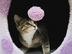 Kitten playing