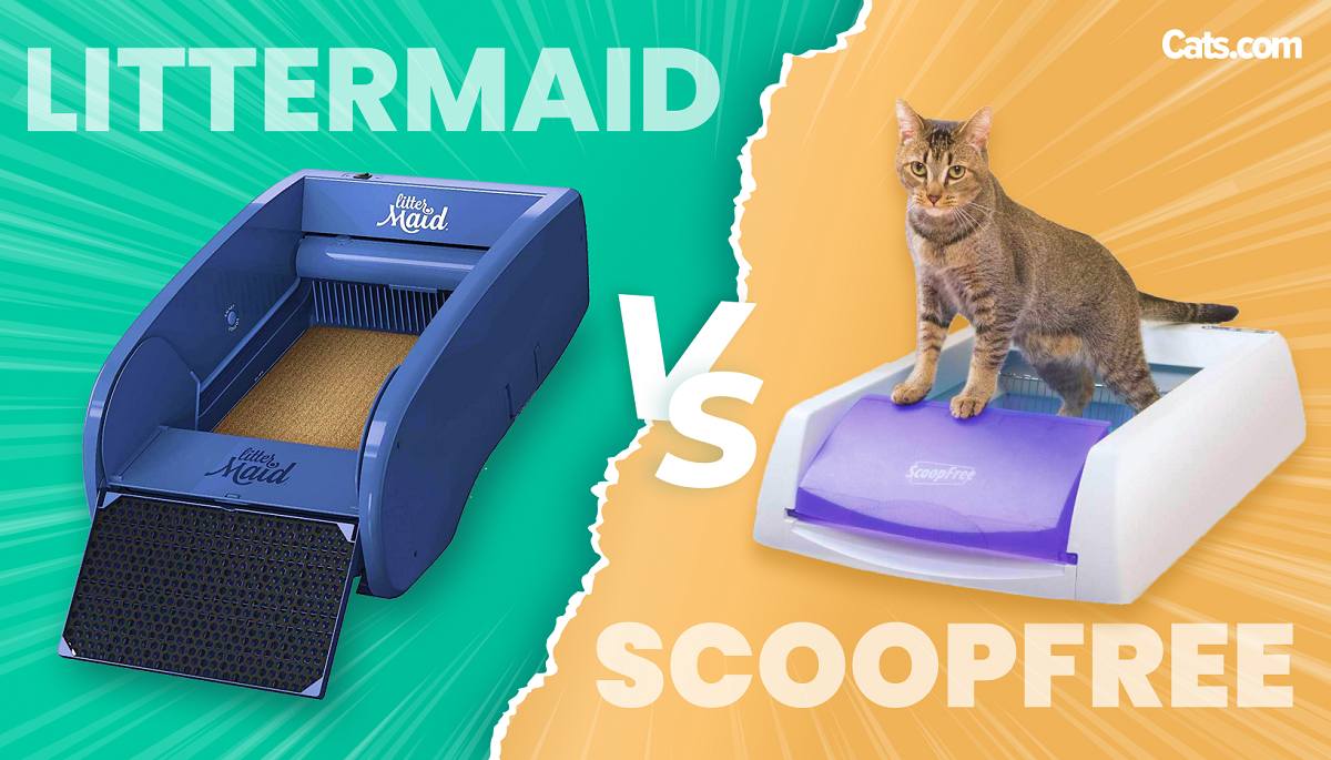LitterMaid vs ScoopFree featured image