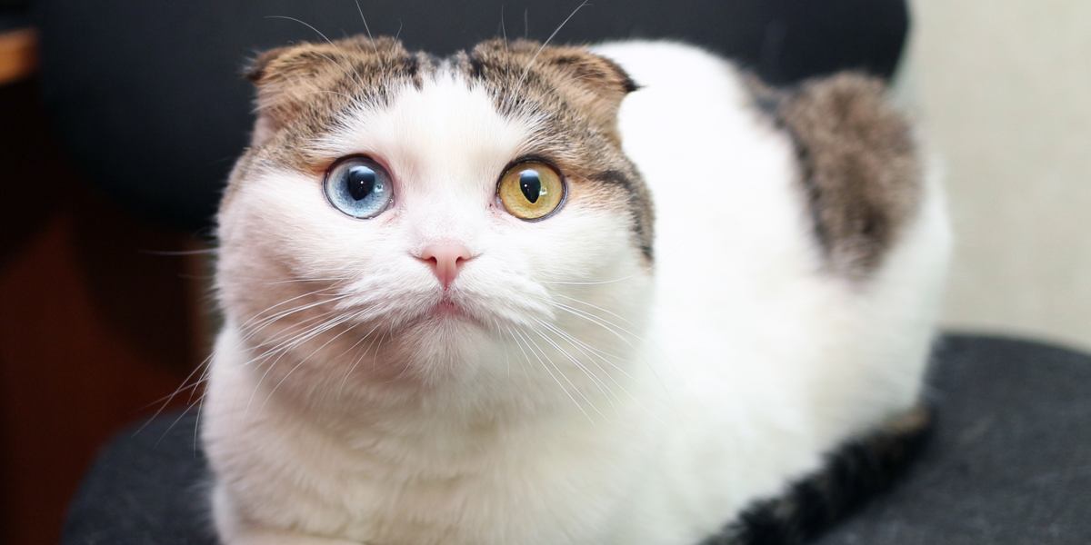 The 7 Types Of Eye Color In Cats 