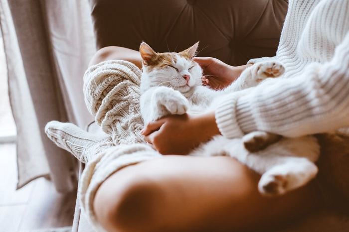 The image captures a serene moment where a cat peacefully rests on a person's legs as they recline.