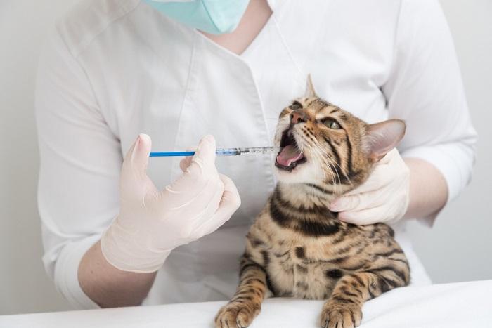 Administering oral medication to a cat using a syringe in a demonstrating responsible pet care