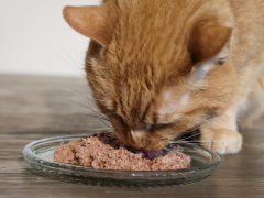 Orange Short Hair Tabby Cat Eating Fancy Feast Wet Canned Cat Food Tender Beef Feast Classic Pate Close Up