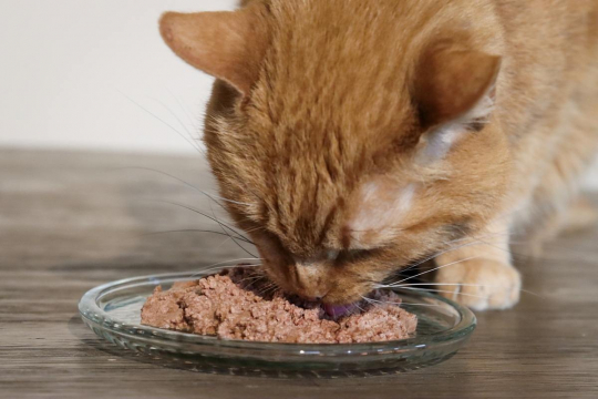 Mirtazapine for Cats: Overview, Dosage & Side Effects