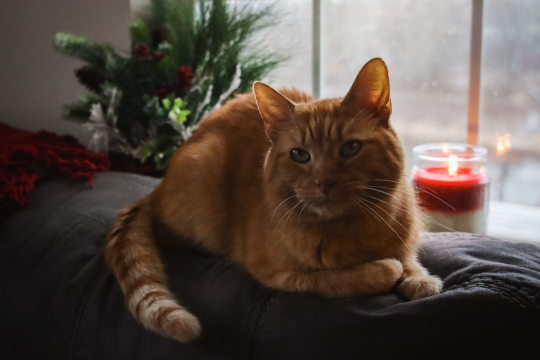 Tresaderm for Cats: Overview, Dosage & Side Effects