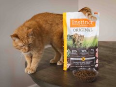 Orange Short Hair Tabby With Instinct Original Grain Free Recipe With Real Chicken Dry Kibble Cat Food