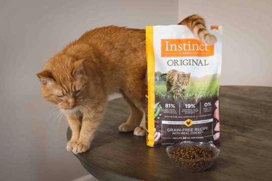 The Truth About Grain-Free Diets for Cats
