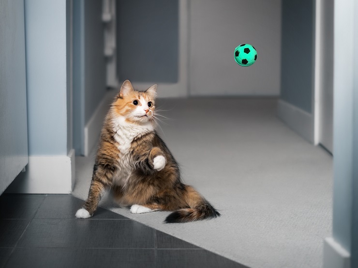 cat playing ball