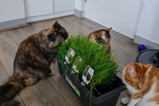 Pica in Cats: Causes, Symptoms, & Treatment