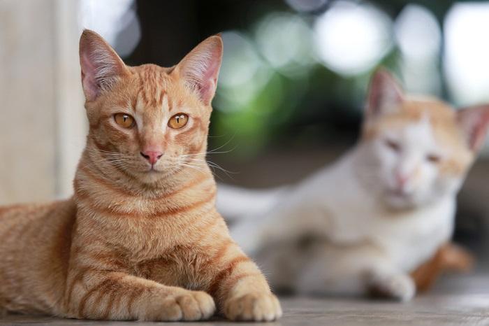 Image emphasizing the importance of reading a cat's body language.