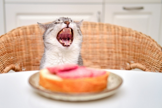 What Causes Cat Gagging and What to Do - Cats.com
