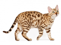 Savannah cat in a compressed image, representing the unique and exotic appeal of this breed.