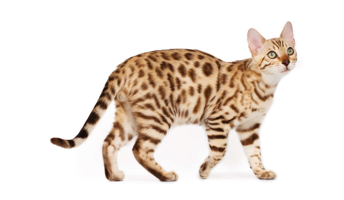 Savannah cat in a compressed image, representing the unique and exotic appeal of this breed.