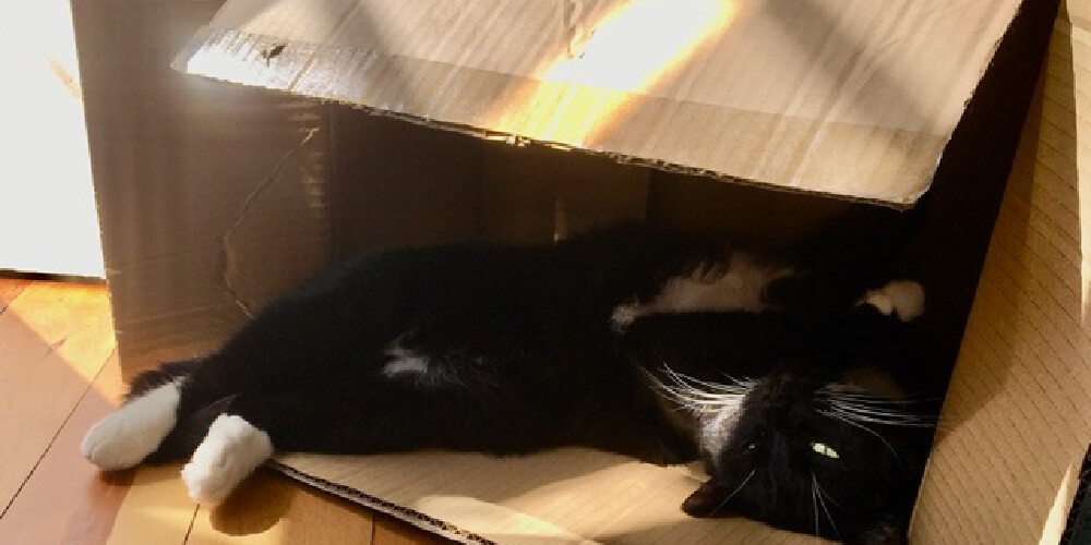 Serafina sunbaking inside a cardboard box