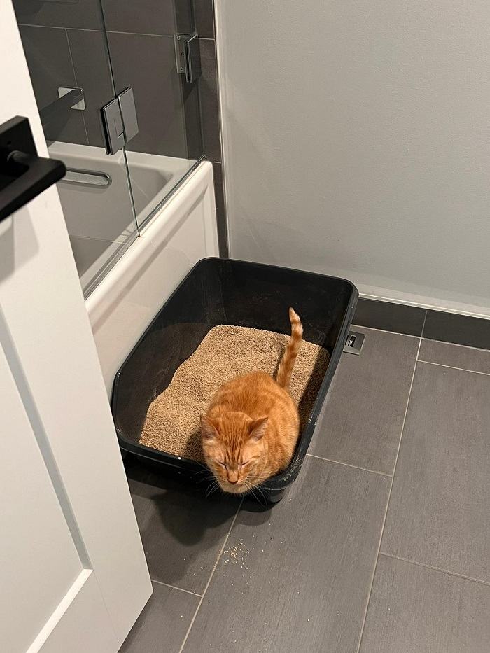 Cat named Solj using a new litter tray for urination