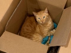 Cat named Solj finding comfort and relaxation inside two stacked cardboard boxes.