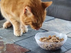 Stella-Chewys-Freeze-Dried-Raw-Absolutely-Rabbit-Dinner-Morsels