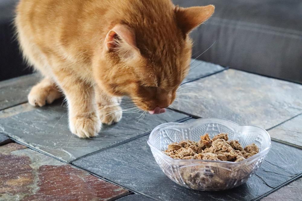 cat eating wet cat food