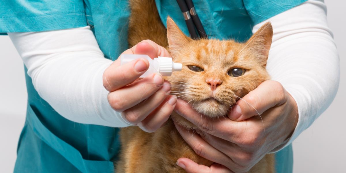 obramycin for cats, a medication used to treat various feline health conditions, emphasizing the importance of veterinary care and prescription drugs.
