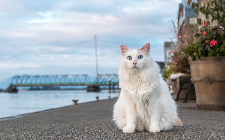 Image of a Turkish Van cat, recognized for its distinctive coloration and love for water, captured in a playful and refreshing moment.