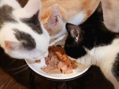 Wellness Complete Health Chicken Entree Smooth Loaf Kitten Pate Wet Canned Food