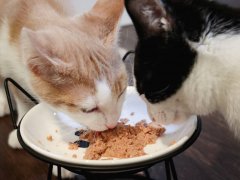 Wellness Complete Health Chicken Entree Smooth Loaf Kitten Pate Wet Canned Food